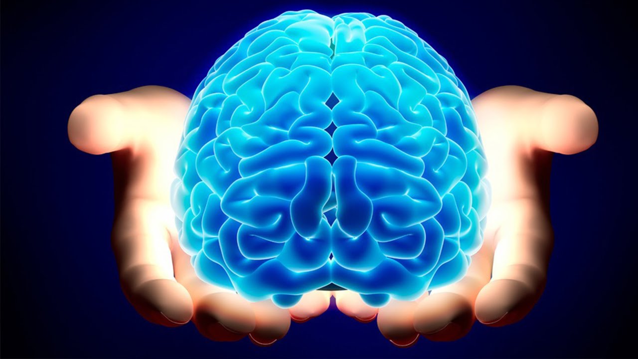 دماغ بشري الجهاز العصبي المركزي